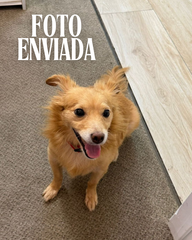 Corrente Fotogravação Pet - 40cm em Aço