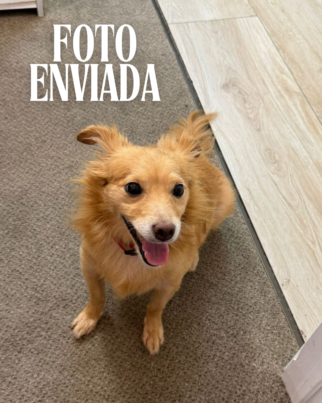 Corrente Fotogravação Pet - 40cm em Aço